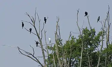 Cormorans pygmées et aigrette garzette sur la lagune de Venise en juin 2014.