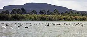 Image illustrative de l’article Lac Naivasha