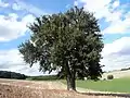 Birnbaum am Lerchenberg (de) : poirier classé Monument naturel en Basse-Franconie (All.).