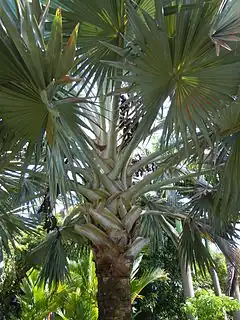 Les feuilles argentées de Bismarckia nobilis