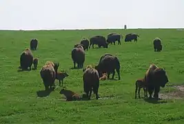 Bison américain (Blue Mounds Park, Minnesota, États-Unis).