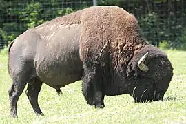 Bison.