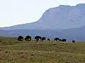 Des bisons dans un enclos