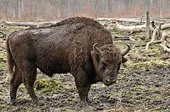 Bison d'Europe