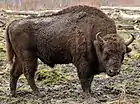 Bison d'Europe