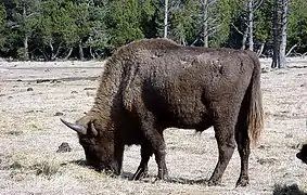 Un bison de Sainte-Eulalie.