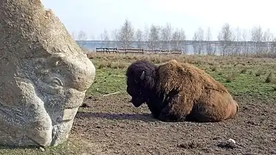Des bisons sur les rives du Lac Cospuden