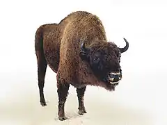 Illustration d'après un bison naturalisé.