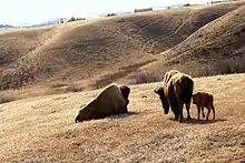 Photographie de trois bisons vus de dos