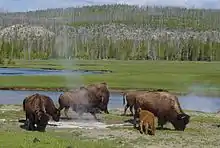 Photographie de bisons pâturant dans l'herbe devant une rivière.