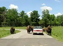 Bisons déambulant dans le Parc Safari