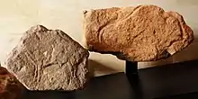 Photographie de blocs de pierre préhistoriques où sont gravés des bisons.
