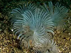 Description de l'image Bispira sp. (Tubeworm).jpg.