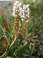 Polygonum viviparum, ou renouée vivipare (syn. Persicaria vivipara) dans la région d'Upernavik