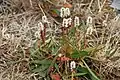 Polygonum viviparum près de Pyramiden (île de Spitzberg)