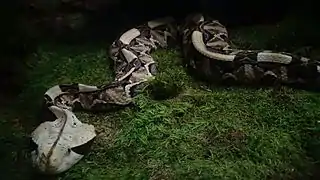 Ménagerie du jardin des plantes - Paris/France