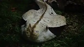 Ménagerie du jardin des plantes - Paris/France