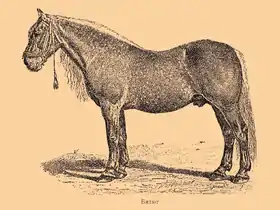 Image illustrative de l’article Voronej (cheval)