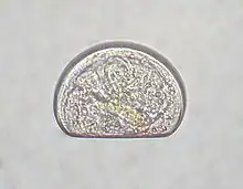 Larve de bivalve vue au microscope, formant une sorte de D.