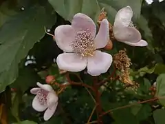 Fleurs du roucou