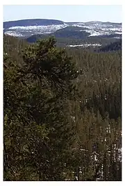 Vue en hauteur sur une forêt de conifères au premier plan et des collines enneigées à l'arrière-plan.