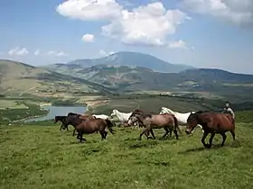 Groupe de chevaux albanais en montagne