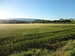 Champ de blé dans la plaine de la Durance.