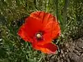 Coquelicot