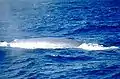 La petite nageoire dorsale de cette baleine bleue est juste visible tout à fait à gauche de l’image.