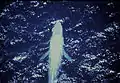 Vue aérienne d’une baleine bleue montrant ses deux nageoires pectorales.