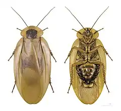Blaberus giganteus (Blattodea)