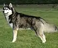 Chien husky de sibérie de profil, poils noir, gris et blanc.