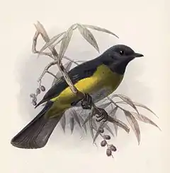 Description de l'image Black-and-yellow Phainoptila.jpg.