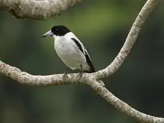 Description de l'image Black-backed Butcherbird.jpg.