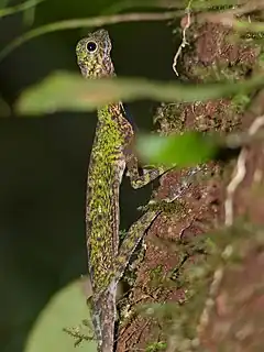 Description de l'image Black-barbed Flying Dragon (Draco melanopogon) male (15316304310).jpg.