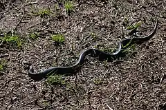 Description de l'image Black-bellied Swamp Snake (Hemiaspis signata).jpg.