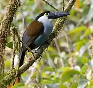 Toucan à bec noir (Andigena nigrirostris)