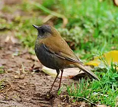 Description de l'image Black-billed Nightingale-thrush.jpg.