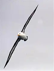 un Albatros à sourcils noirs en vol. On voit le dessous des ailes, blanc avec une large bordure noire.