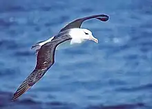 un Albatros à sourcils noirs en vol. On voit le dessus des ailes, presque noires.