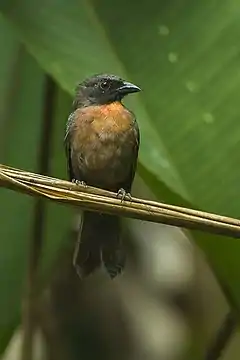 Description de l'image Black-cheeked Ant-Tanager - Rio Tigre - Costa Rica S4E9942 (26631235321).jpg.