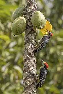 Un pic femelle se tient le long d'un tronc d'arbre et se nourrit d'une papaye sauvage, de couleur jaune. En dessous d'elle, un mâle est posé sur le même tronc et observe la scène.