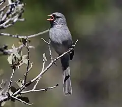 Description de l'image Black-chinned Sparrow (Spizella atrogularis) (16690054929).jpg.