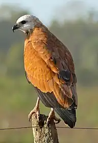 Buse à tête blanche (Busarellus nigricollis)