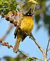 Bulbul à tête noire