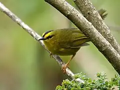 Description de l'image Black-crested Warbler (Basileuterus nigrocristatus).jpg.