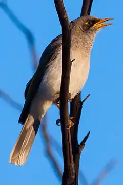 Description de l'image Black-eared Miner (Manorina melanotis) (8079664126).jpg.