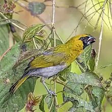 Un cardinal à ventre blanc, posé sur une branche, avec un insecte dans son bec