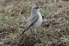 Description de l'image Black-fronted Ground-tyrant.jpg.