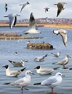 Description de cette image, également commentée ci-après